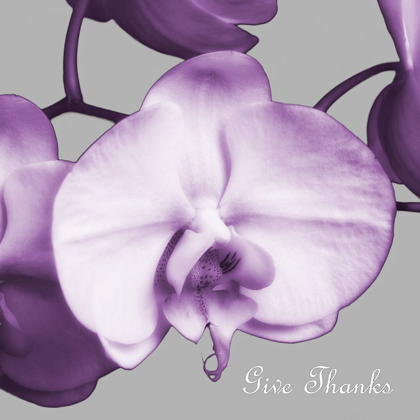 Picture of THANKFUL ORCHIDS
