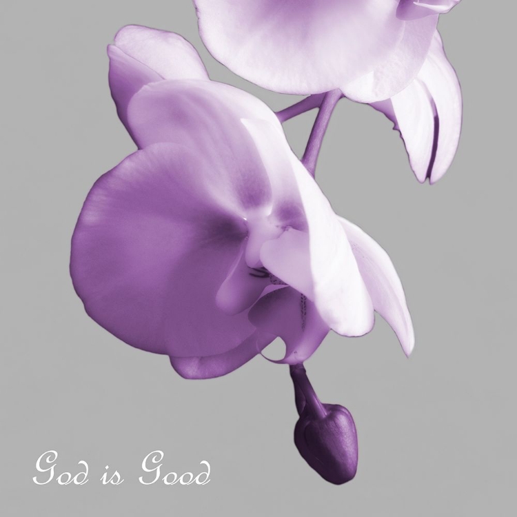 Picture of GODLY GOOD ORCHIDS