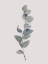 Picture of TINY BRANCH