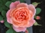 Picture of BLOOMING ROSE 1