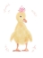 Picture of SPRING CHICK