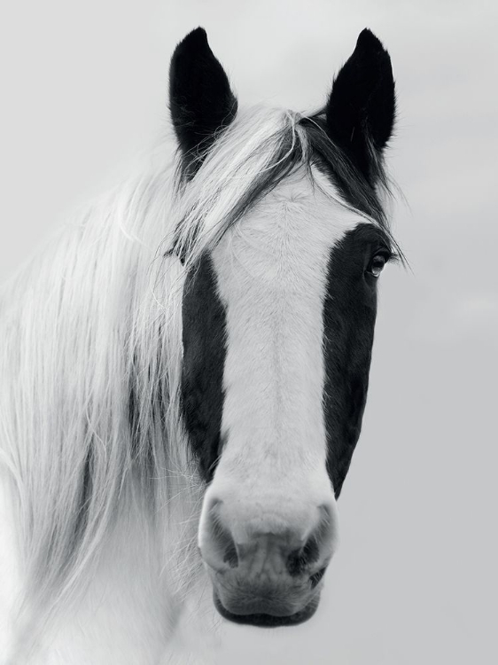 Picture of NORDIC HORSE I