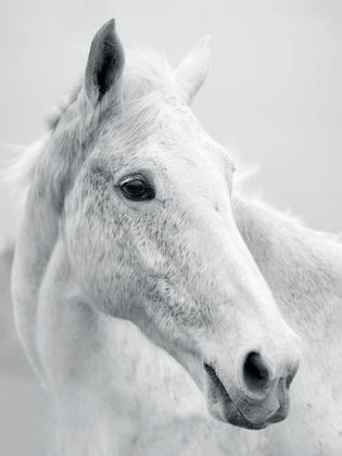 Picture of NORDIC HORSE II