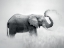 Picture of DUST BATH