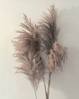 Picture of PAMPUS GRASS I