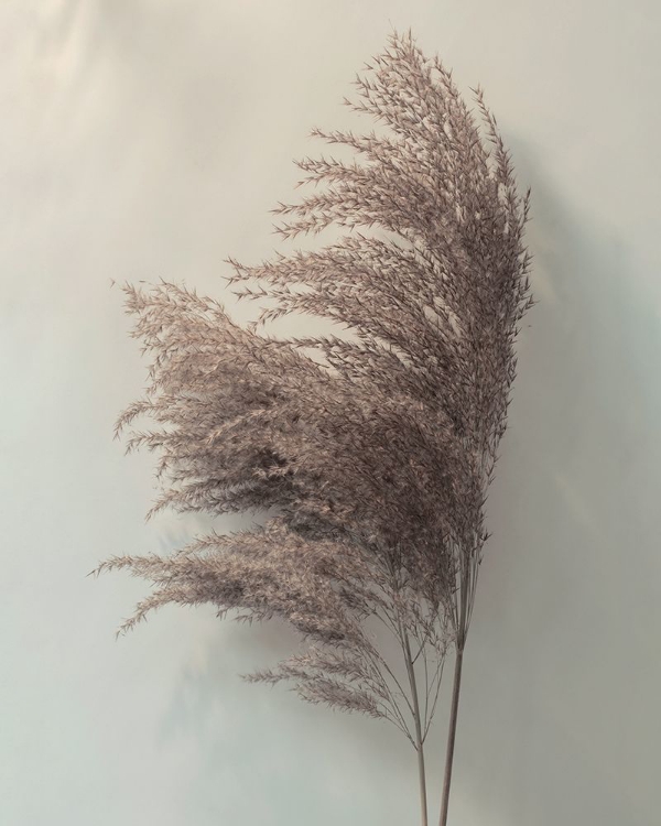 Picture of PAMPUS GRASS II