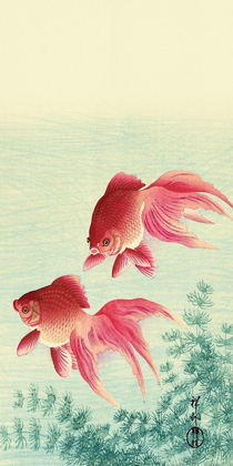 Picture of TWO VEIL GOLDFISH