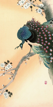 Picture of PEACOCK ON A CHERRY BLOSSOM TREE