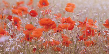 Picture of POPPY MEADOW 