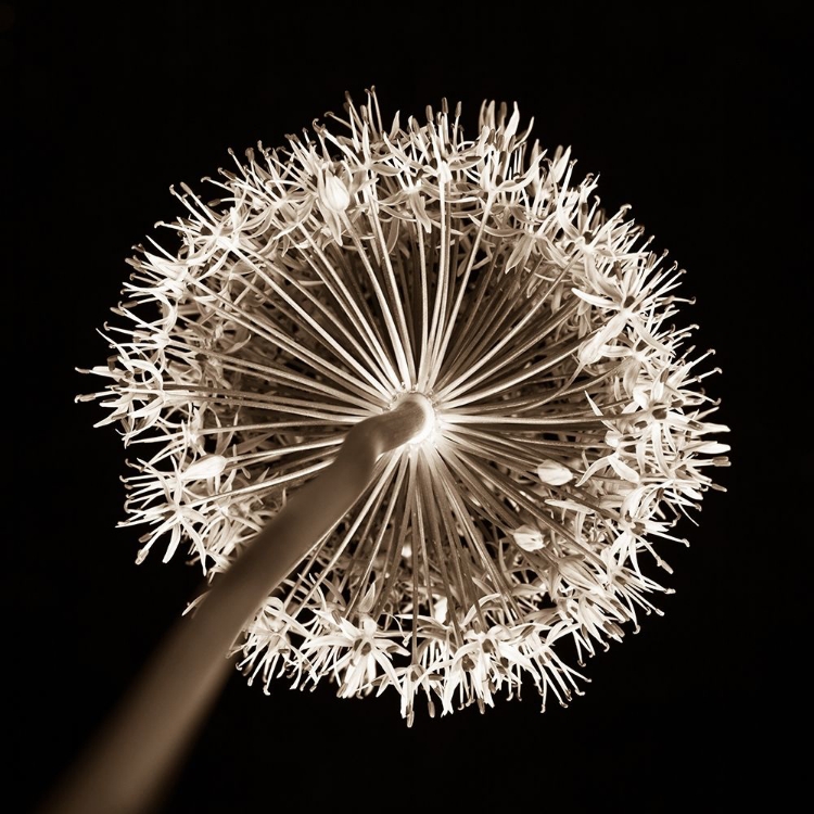 Picture of PURPLE ALLIUM FLOWER, CLOSE-UP (SEPIA)