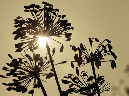 Picture of AFRICAN LILY (AGAPANTHUS) SEED PODS, SILHOUETTE AT DUSK