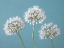 Picture of THREE ALLIUMS