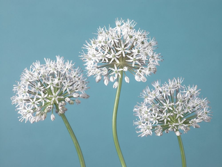 Picture of THREE ALLIUMS