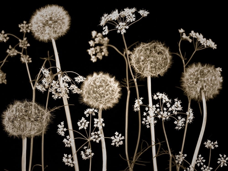 Picture of MEADOW FLOWERS