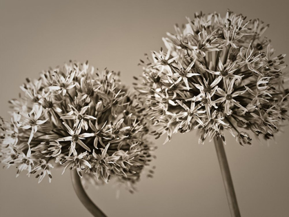 Picture of TWO ALLIUM FLOWERS