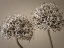 Picture of TWO ALLIUM FLOWERS