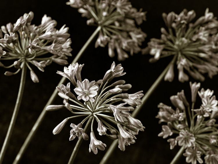 Picture of AFRICAN LILIES