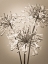Picture of AFRICAN LILIES