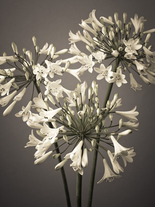 Picture of AFRICAN LILIES