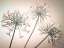 Picture of AFRICAN LILIES