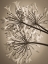 Picture of AFRICAN LILY