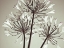 Picture of AFRICAN LILY