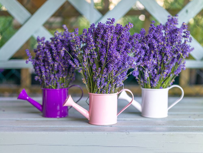 Picture of WATERING CANS WITH LAVENDER FLOWERS