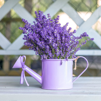 Picture of WATERING CAN WITH LAVENDER FLOWERS