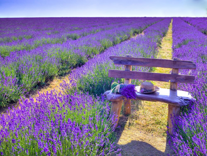 Picture of BENCH IN LAVENDER FIELD