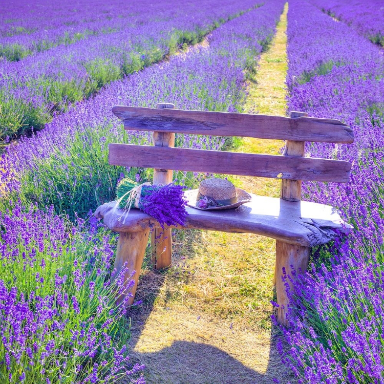 Picture of BENCH IN LAVENDER FIELD