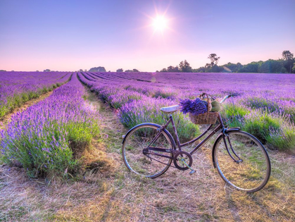Picture of BICYCLE WITH FLOWERS IN A LAVENDER FIELD