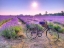 Picture of BICYCLE WITH FLOWERS IN A LAVENDER FIELD