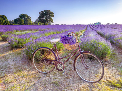 Picture of BICYCLE WITH FLOWERS IN A LAVENDER FIELD