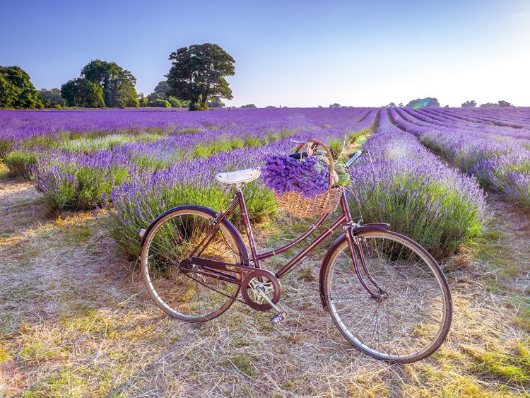 Picture of BICYCLE WITH FLOWERS IN A LAVENDER FIELD