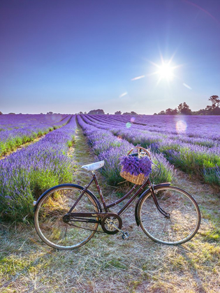 Picture of BICYCLE WITH FLOWERS IN A LAVENDER FIELD