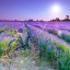 Picture of BICYCLE WITH FLOWERS IN A LAVENDER FIELD