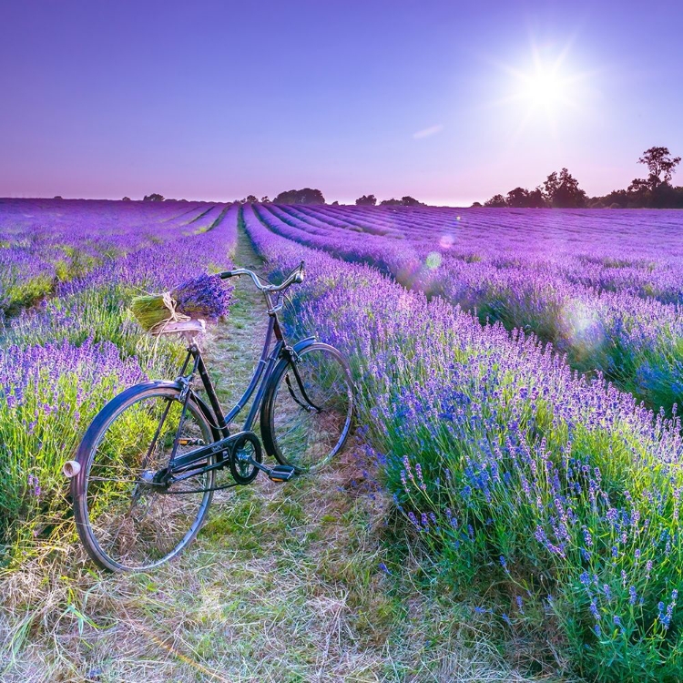 Picture of BICYCLE WITH FLOWERS IN A LAVENDER FIELD