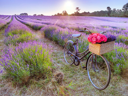 Picture of BICYCLE WITH FLOWERS IN A LAVENDER FIELD