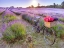 Picture of BICYCLE WITH FLOWERS IN A LAVENDER FIELD