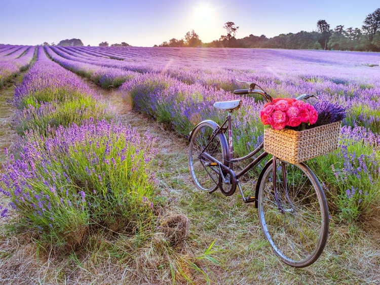 Picture of BICYCLE WITH FLOWERS IN A LAVENDER FIELD