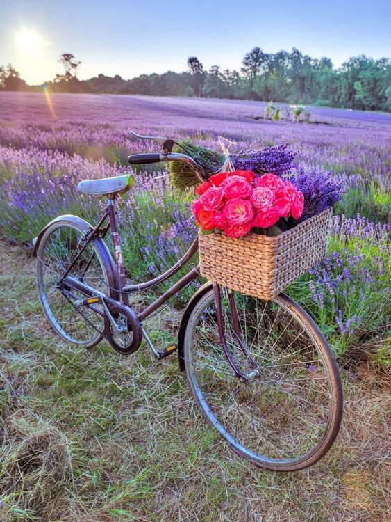 Picture of BICYCLE WITH FLOWERS IN A LAVENDER FIELD