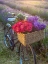 Picture of BASKET OF FLOWERS ON A BICYCLE