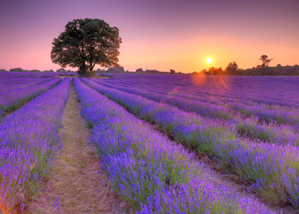 Picture of LAVENDER FIELD AT SUNSET