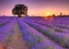 Picture of LAVENDER FIELD AT SUNSET