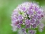 Picture of ALLIUM FLOWER, CLOSE-UP