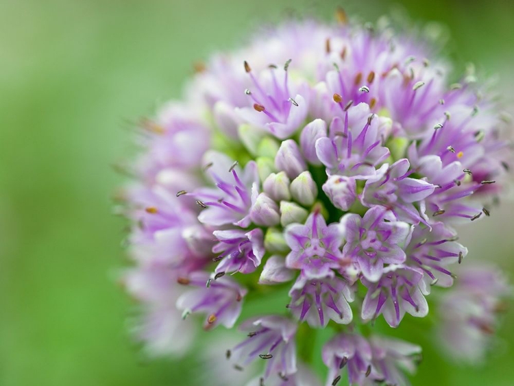 Picture of ALLIUM FLOWER, CLOSE-UP