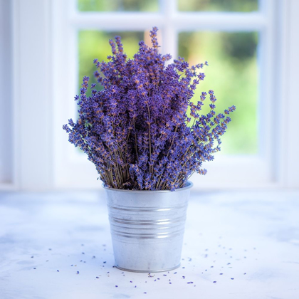 Picture of BUNCH OF LAVENDER IN VASE BY THE WINDOW - INDOORS