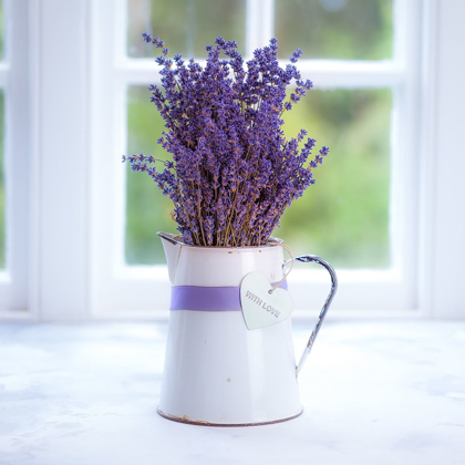 Picture of BUNCH OF LAVENDER IN ANTIQUE JUG BY THE WINDOW - INDOORS