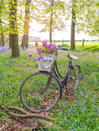Picture of BICYCLE IN SPRING FOREST WITH BUNCH OF FLOWERS