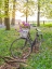 Picture of BICYCLE IN SPRING FOREST WITH BUNCH OF FLOWERS